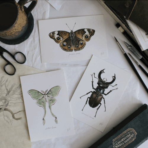 Tre akvarelmalerier af insekter. Alle tre sælges indrammet på messen. 